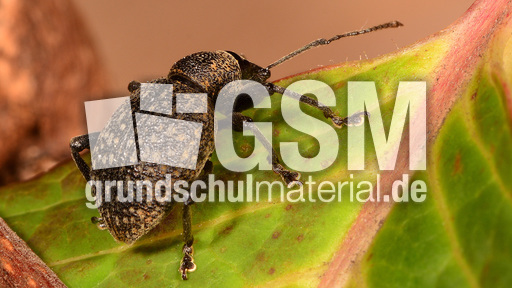 Kompakter Dickmaulrüssler (1).jpg